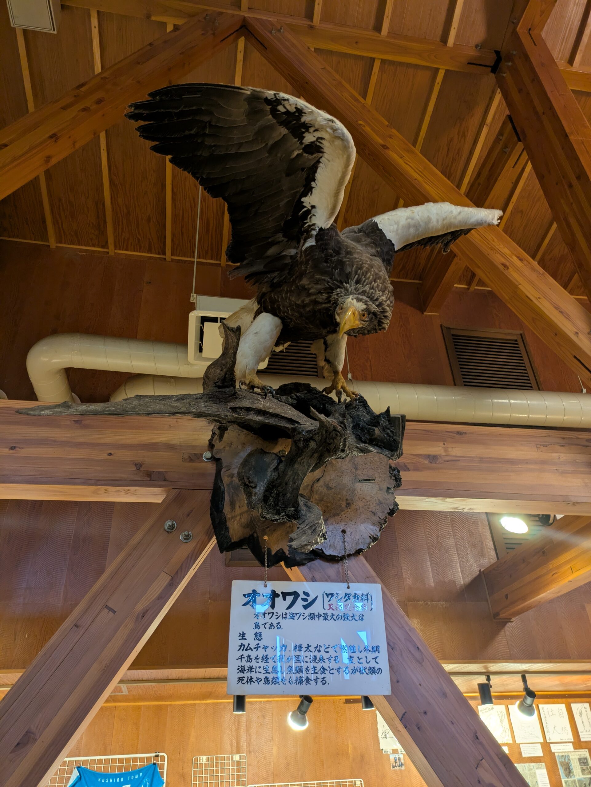 オオワシ